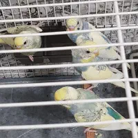 مرغ عشق  رمبو