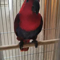 اکلکتوس ماده