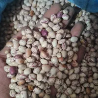 لوبیا چیتی درجه 1 امسال|خوردنی و آشامیدنی|شیراز, جوادیه|دیوار