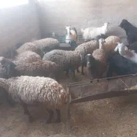 تعدادی میش و بز گوشتی موجود میباشد