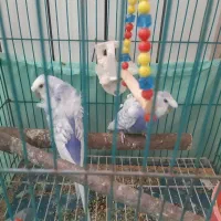 مرغ عشق پروانه ای