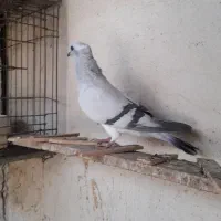 کبوتر ماده شامی حمیدیه