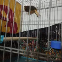 جفت مولد|پرنده|فسا, |دیوار