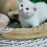 اسکاتیش بلو|گربه|کرمانشاه, |دیوار