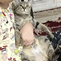 گربه واگذاری|گربه|بوشهر, |دیوار