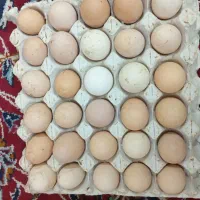 تخمه مرغ ندفه دار گلپایگانی و گلین