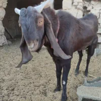 نری آلپاین جوان|حیوانات مزرعه|ماهان, |دیوار