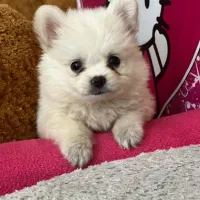 سگ پامر عروسکی