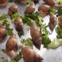 حلزون|خزنده|تهران, شهادت|دیوار