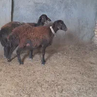 دو راس شیشک|حیوانات مزرعه|مشهد, تبادکان|دیوار