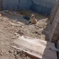 سگ سرابی|سگ|اردبیل, |دیوار