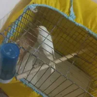 قناری نر ۵۰۰