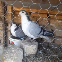 کبوتر دمگیر