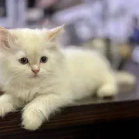 بچه گربه بریتیش پرشین