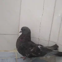 کبوتر زری ماده|پرنده|اصفهان, سروستان|دیوار