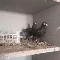 زاغ آلمانی درجه یک