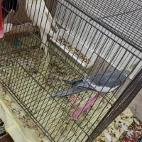 یک جفت عروس پاریس