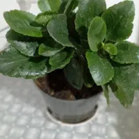 گل خونه کوچک.  معاوضه هم دارم ۳۵و۴۵و تا۲۰۰ ت|گل و گیاه طبیعی|بجنورد, |دیوار