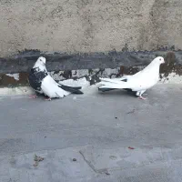 کبوتر  فروشی ذمبی