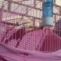 قناری نر مست بخون باقفس