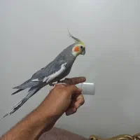 عروس هلندی جفت