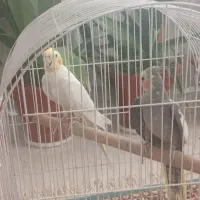 دو عروس هلندی نر و ماده تخم گذار