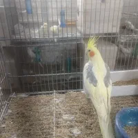 عروس هلندی خاص