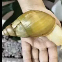 حلزون پرورشی لاک