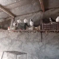 کبوتر خونگی|پرنده|جوین, |دیوار