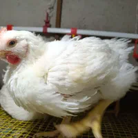 مرغ گوشتی ارگانیگ