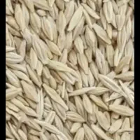 جو محلی آب خورده