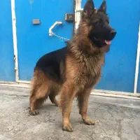 سگ ژرمن نگهبانی باهوش