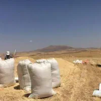 فروش کاه بصورت کیسه گرفته کیلویی