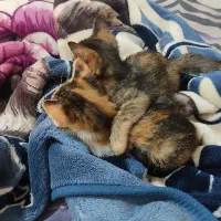 واگذاری گربه خانگی که جای دستشویی روهم یاد گرفته|گربه|مشهد, شهید قربانی|دیوار