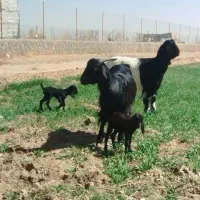 فروش بز بزغاله