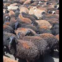 گوسفند زنده کشتاری بره و کاوه میش وشیشک بز و تی بز|حیوانات مزرعه|خرم‌آباد, |دیوار