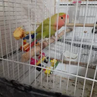 طوطی برزیلی ماده|پرنده|ری, دولت‌آباد|دیوار