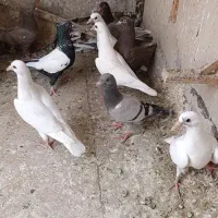 9تا جوجه مفت