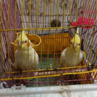 یه جفت عروس هلندی