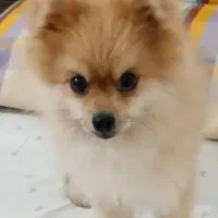 سگ پامرین|سگ|تهران, تهرانپارس شرقی|دیوار