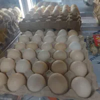 تخم مرغ بومی گلپایگان