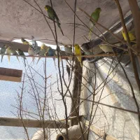 مرغ عشق