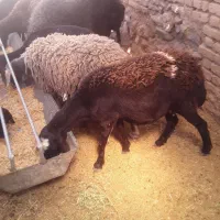تعداد یازده راس میش وکاورافشاری درجه یک|حیوانات مزرعه|مشهد, کوی المهدی|دیوار