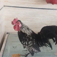 خروس و مرغ نژاد دار ۴تا جوجه پاپر مینیاتوری