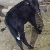 گاو جوان با کوساله