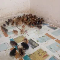 جوجه مرغ بومی واکسینه شده 20و 50 روزه