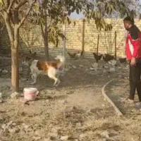 واگذاری سگ گله و نگهبان|سگ|مشهد, شهرک صنعتی توس|دیوار