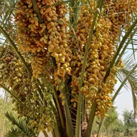 زمین-ویلا-و-ی-ل-ا