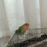 پرنده طوطی برزیلی ماده