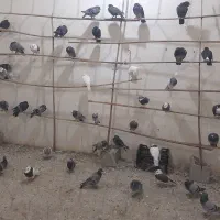 کبوتر فروشی|پرنده|سراوان, |دیوار